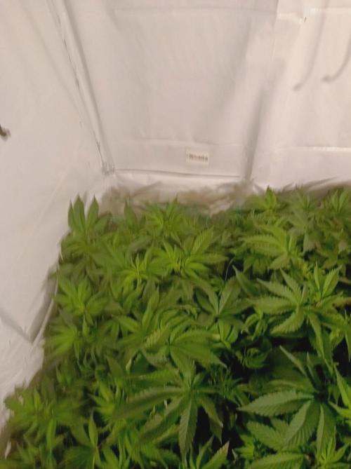 Crescendo 🦖. Week 8