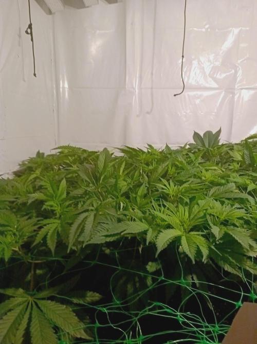 Crescendo 🦖. Week 8