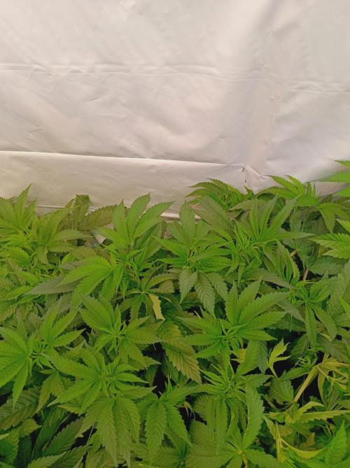 Any Day⛽️🍇🍋. Week 8