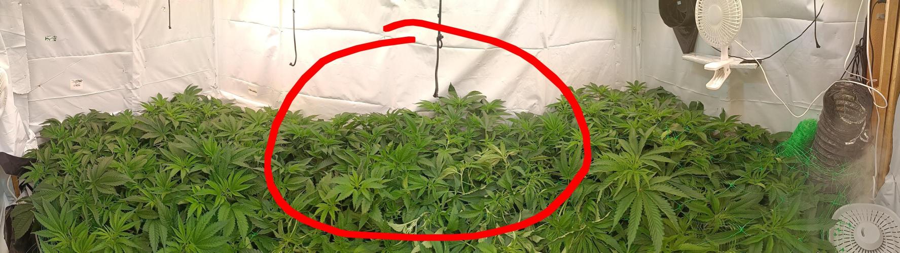 Any Day⛽️🍇🍋. Week 8