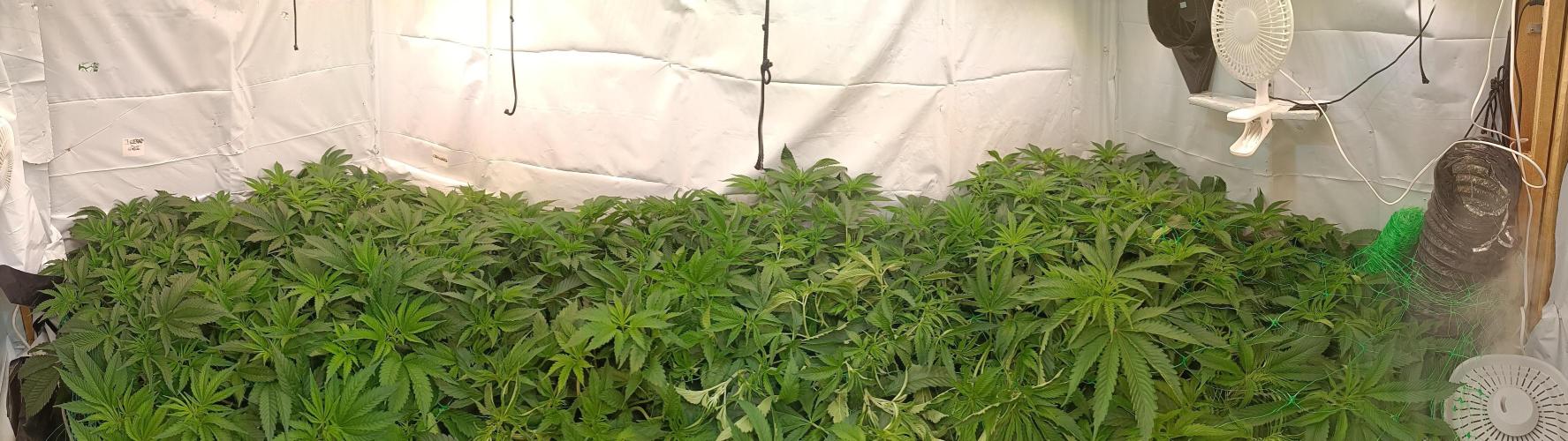 Any Day⛽️🍇🍋. Week 8