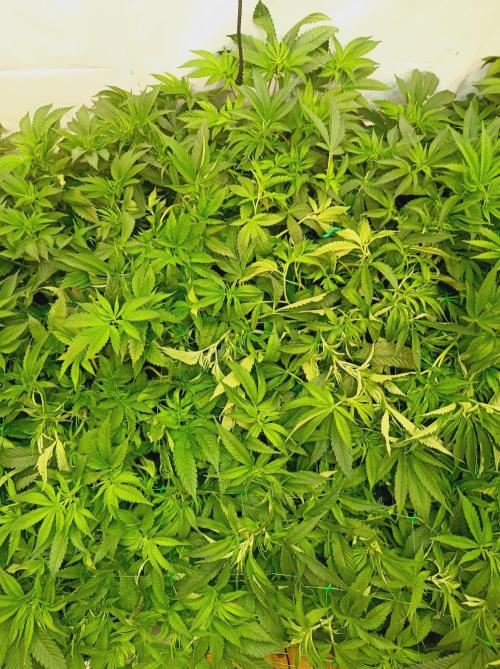 Any Day⛽️🍇🍋. Week 8