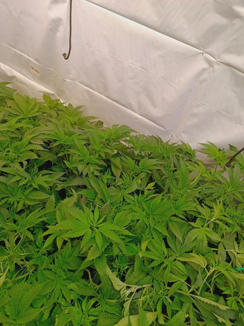 Any Day⛽️🍇🍋. Week 8