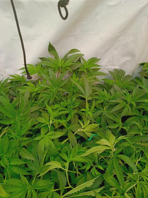 Any Day⛽️🍇🍋. Week 8