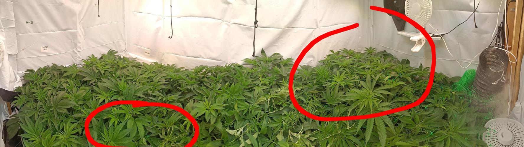 NL x Runtz🌌. Week 8