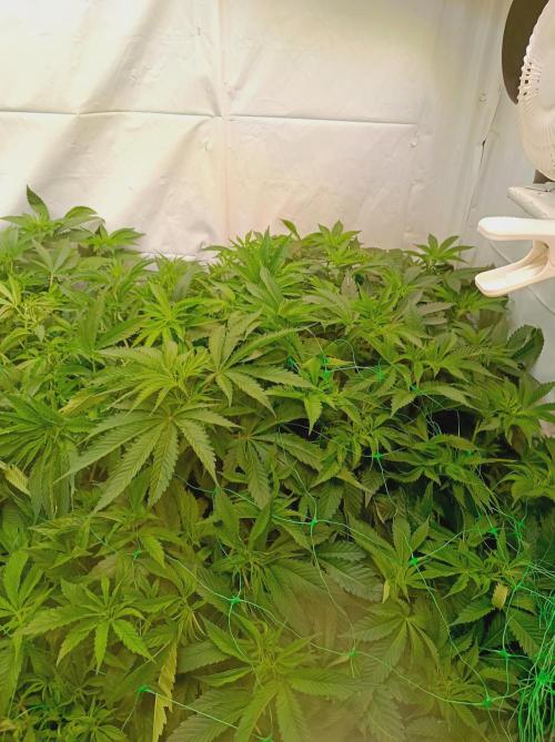 NL x Runtz🌌. Week 8