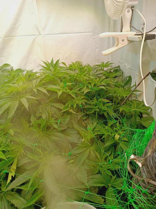 NL x Runtz🌌. Week 8