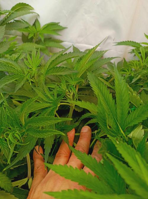 NL x Runtz🌌. Week 8