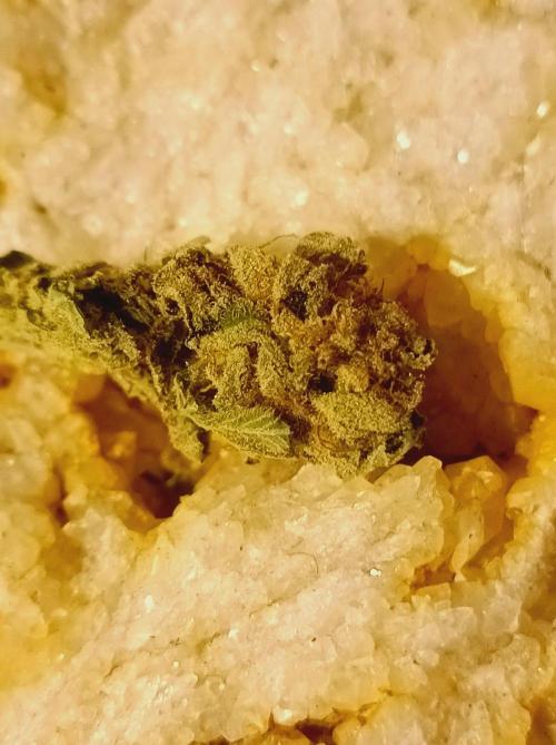 Moon Walker Kush🌚Greenhouse. Week 26