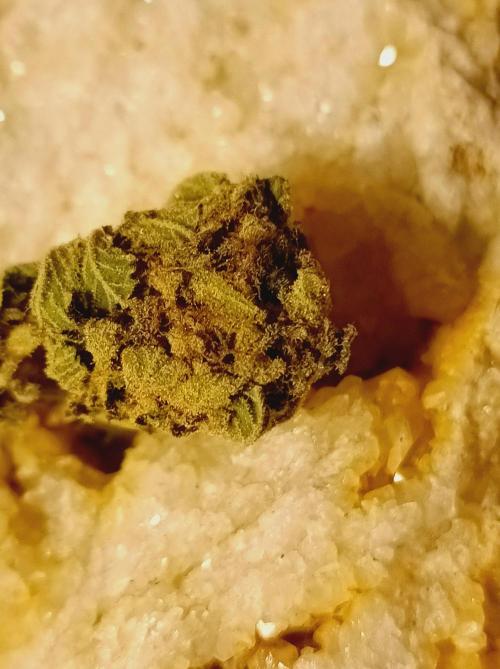 Moon Walker Kush🌚Greenhouse. Week 26