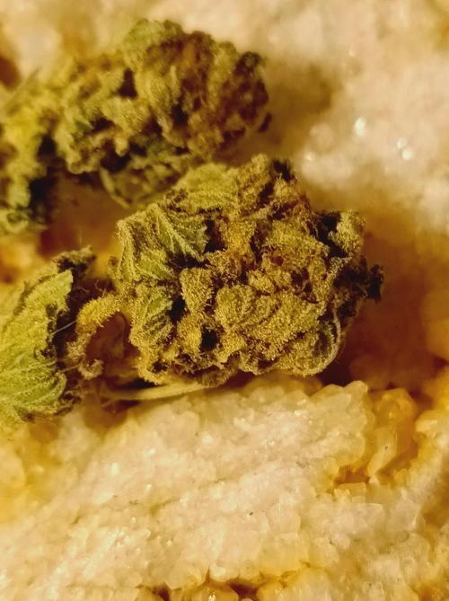 Moon Walker Kush🌚Greenhouse. Week 26