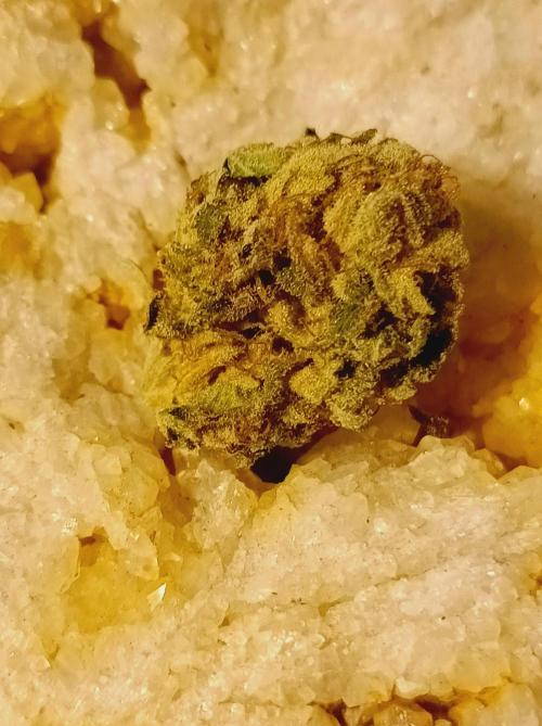 Moon Walker Kush🌚Greenhouse. Week 26