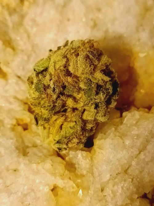 Moon Walker Kush🌚Greenhouse. Week 26