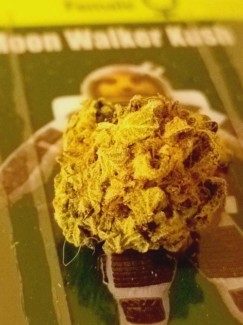 Moon Walker Kush🌚Greenhouse. Week 26