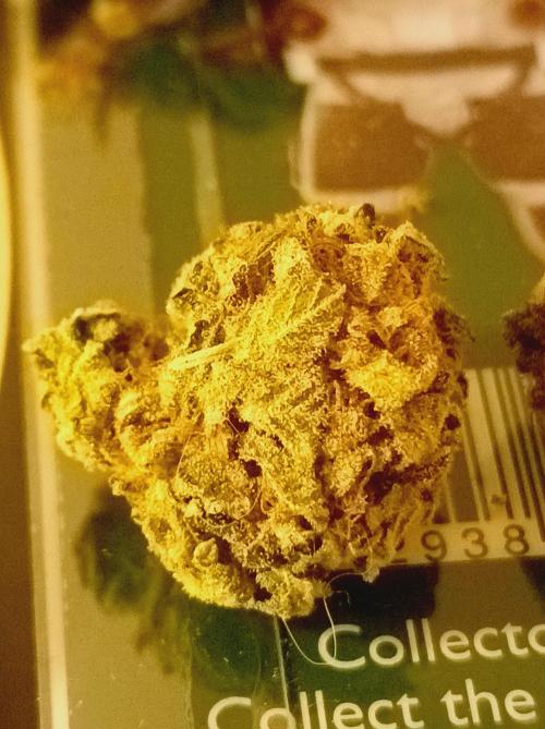 Moon Walker Kush🌚Greenhouse. Week 26