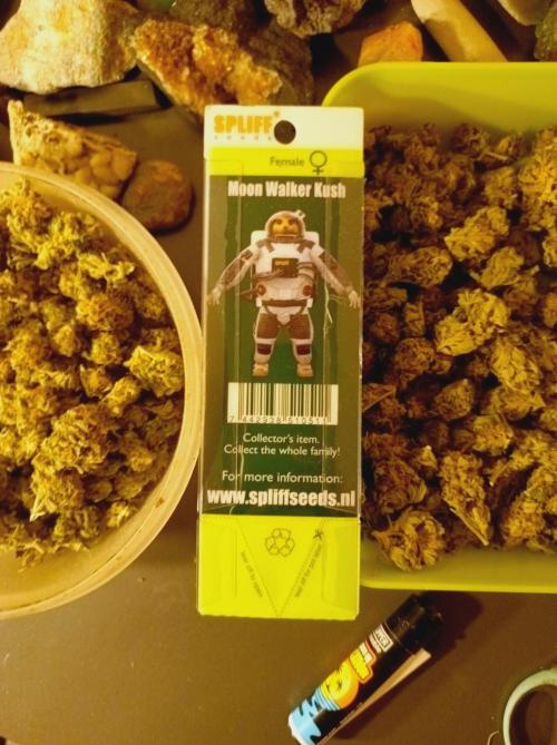 Moon Walker Kush🌚Greenhouse. Week 26