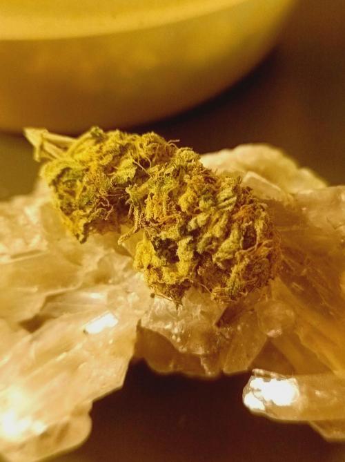 Moon Walker Kush🌚Greenhouse. Week 26