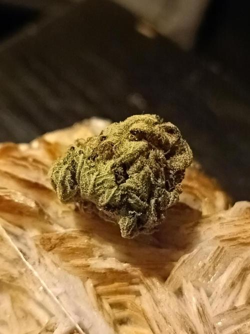 Moon Walker Kush🌚Greenhouse. Week 26