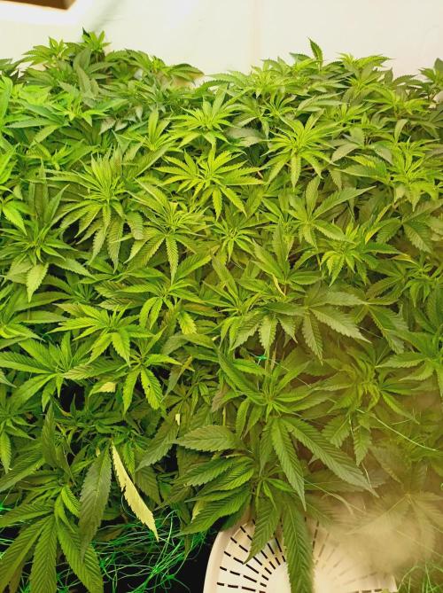 Blue Zushi🍣⛩️. Week 8