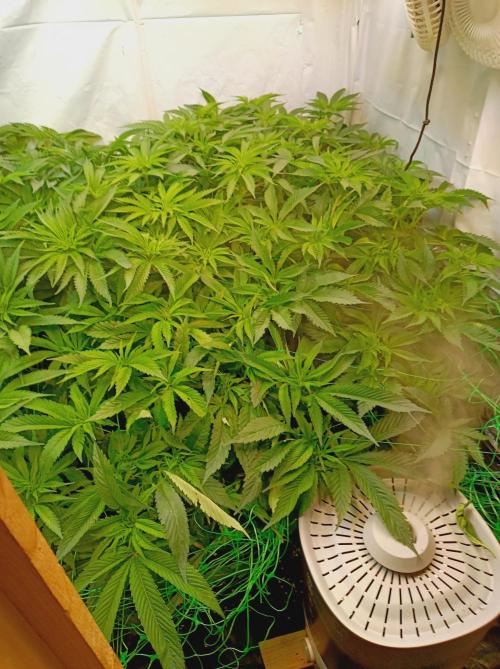 Blue Zushi🍣⛩️. Week 8