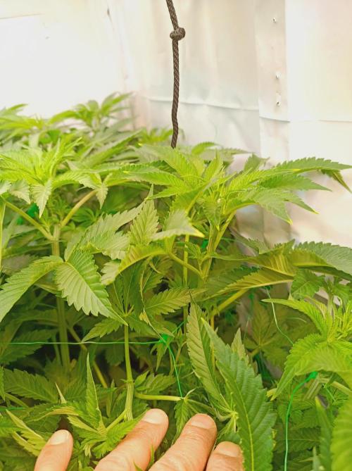 Blue Zushi🍣⛩️. Week 8