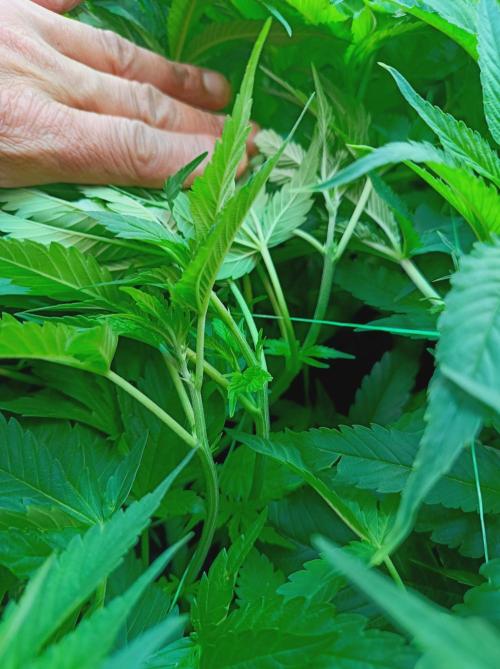 Blackberry Moonrocks. Week 8