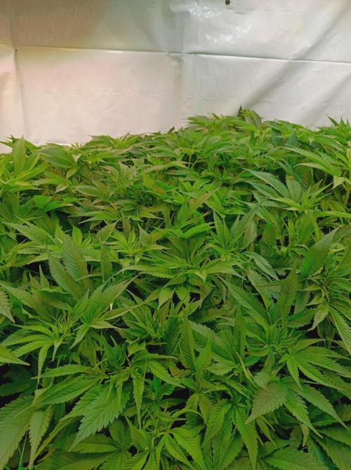 Blackberry Moonrocks. Week 8