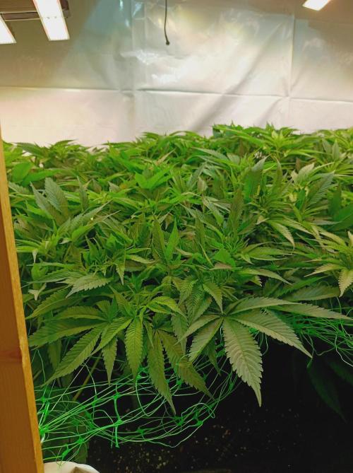 Blackberry Moonrocks. Week 8