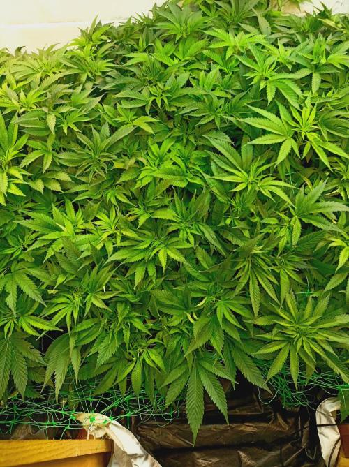 Blackberry Moonrocks. Week 8