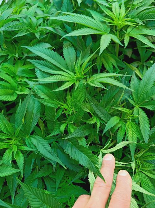 Blackberry Moonrocks. Week 8