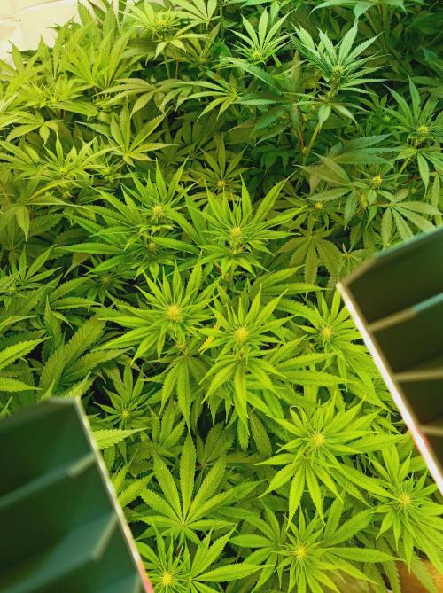 NL x Runtz🌌. Week 10