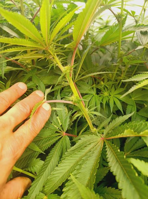 NL x Runtz🌌. Week 10