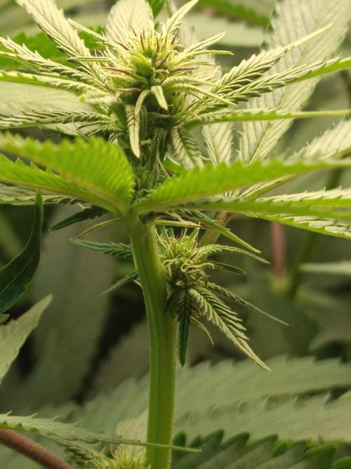 NL x Runtz🌌. Week 10