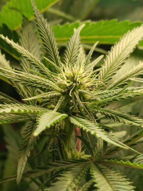 NL x Runtz🌌. Week 10