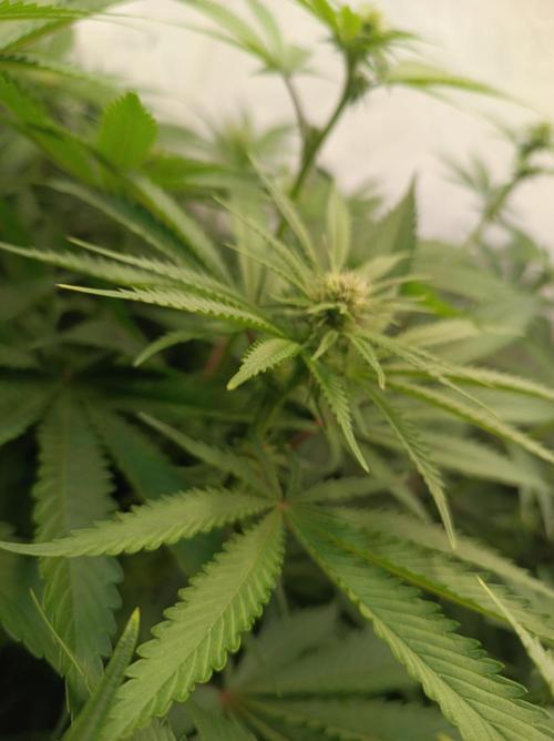 NL x Runtz🌌. Week 10