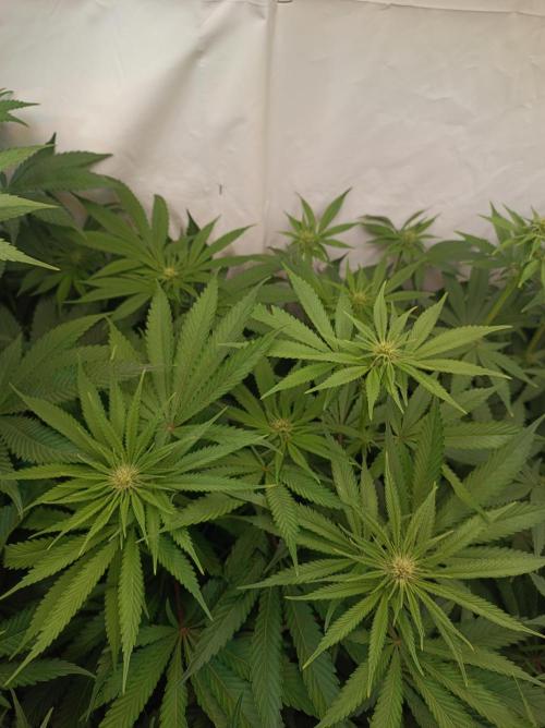 NL x Runtz🌌. Week 10