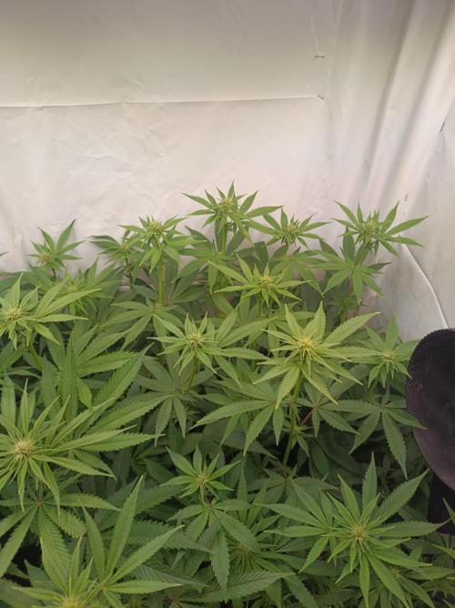 NL x Runtz🌌. Week 10