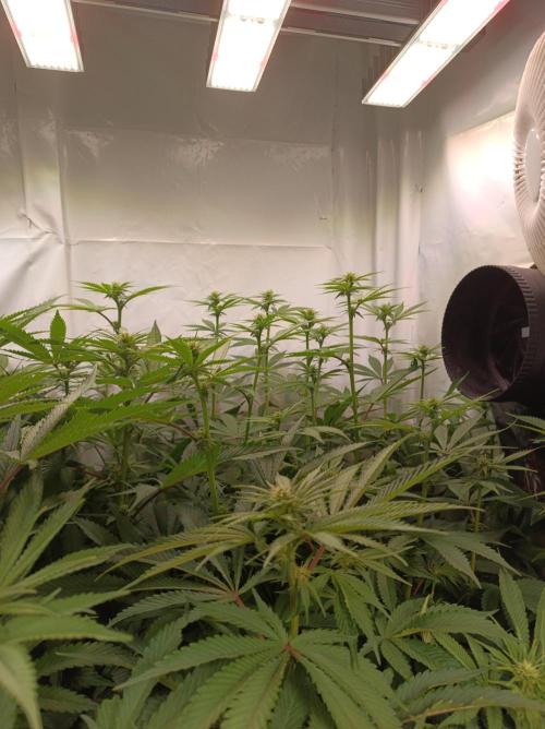 NL x Runtz🌌. Week 10