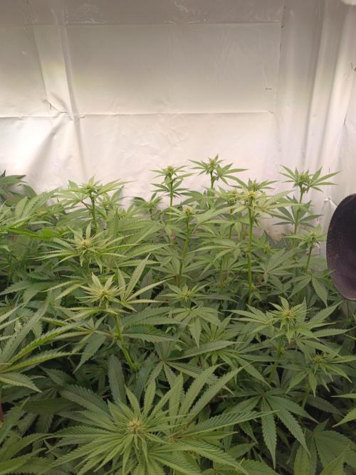 NL x Runtz🌌. Week 10