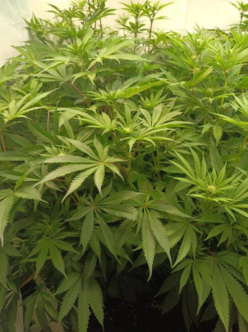 Blueberry Cane. Week 10