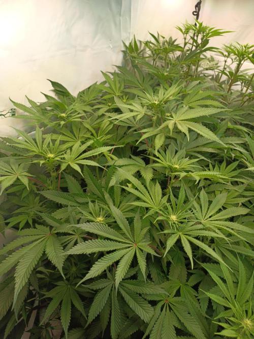 Blueberry Cane. Week 10