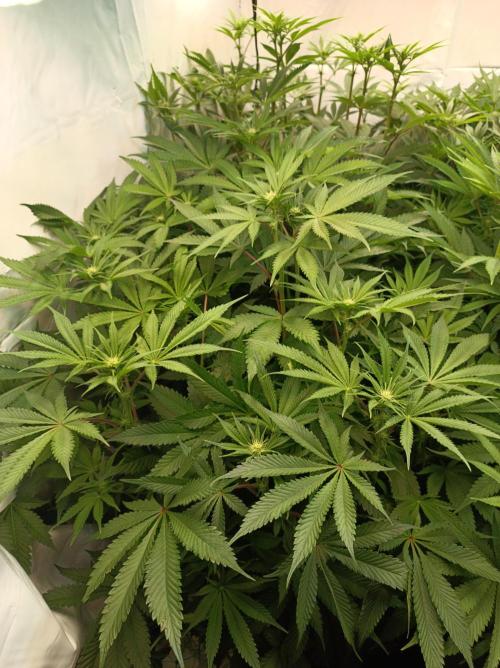 Blueberry Cane. Week 10