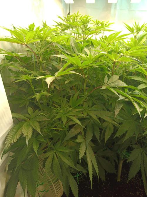 Blueberry Cane. Week 10