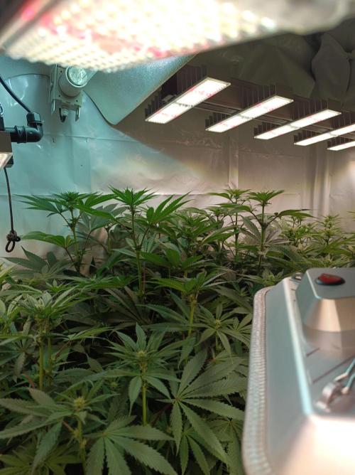 Any Day⛽️🍇🍋. Week 10