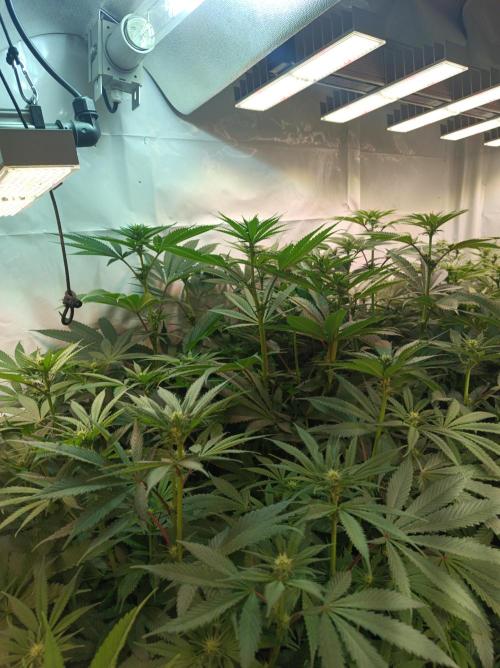 Any Day⛽️🍇🍋. Week 10