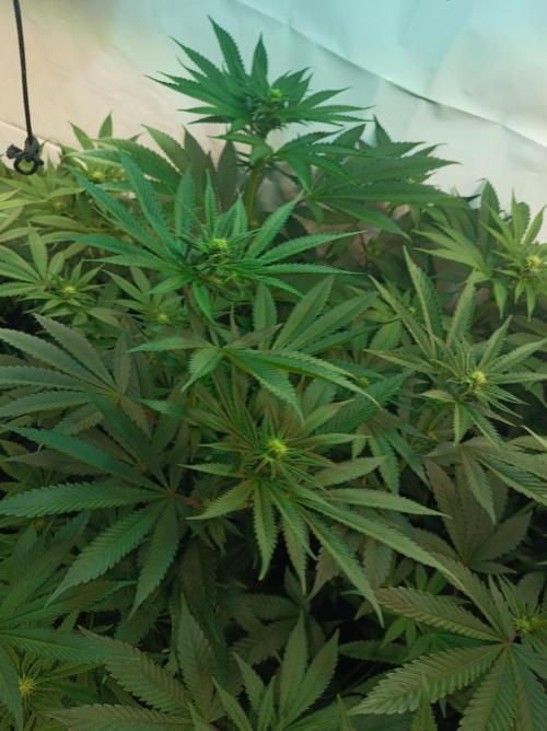 Any Day⛽️🍇🍋. Week 10