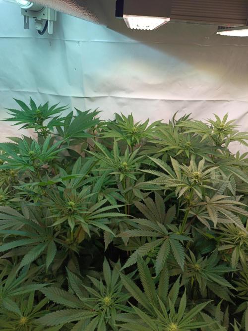 Any Day⛽️🍇🍋. Week 10