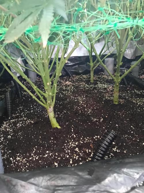 Any Day⛽️🍇🍋. Week 10