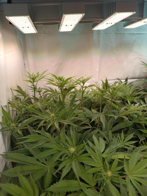 Crescendo 🦖. Week 10