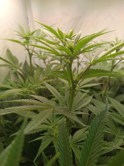 Crescendo 🦖. Week 10